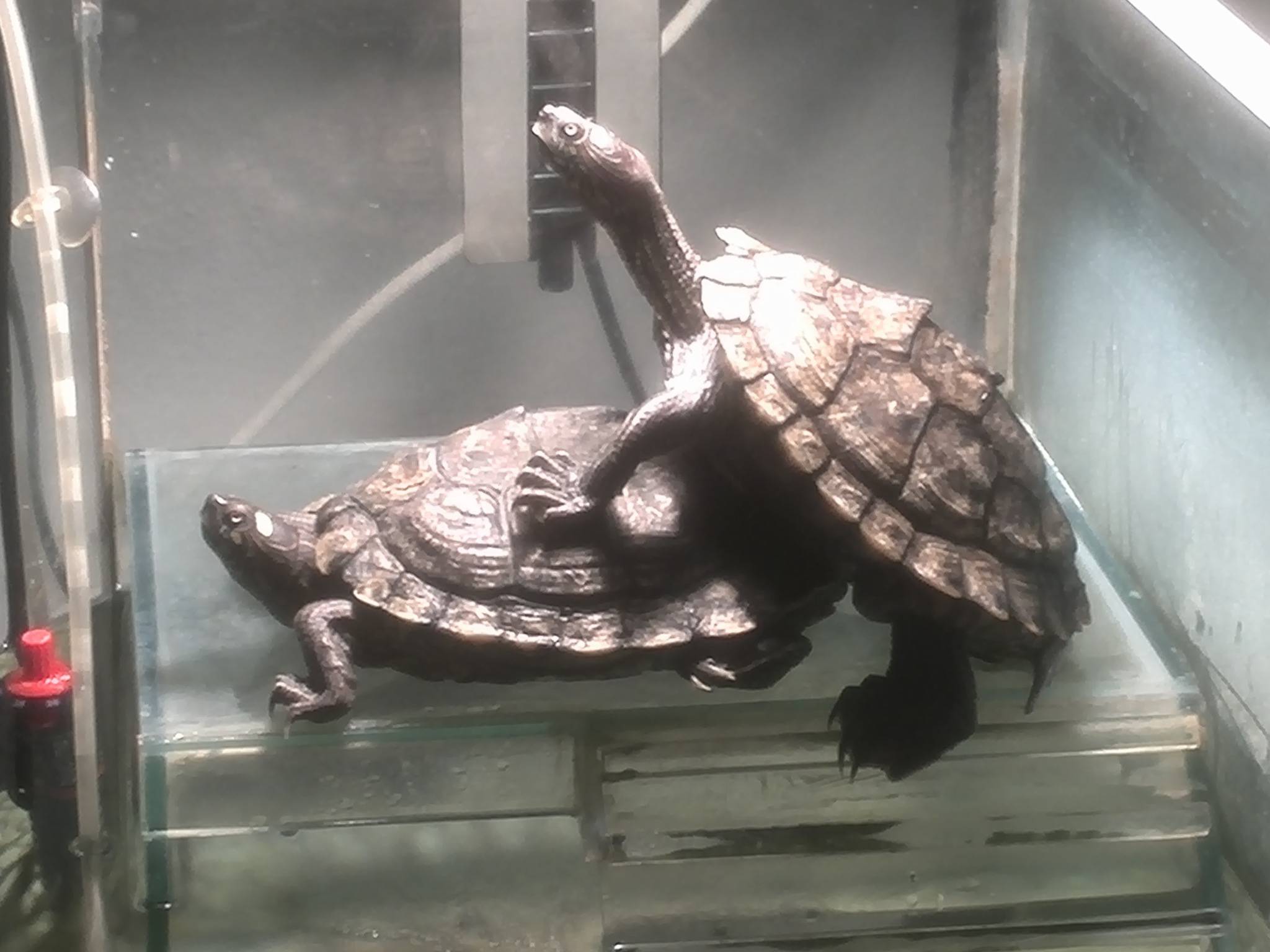 Do it like they do on the Discovery channel