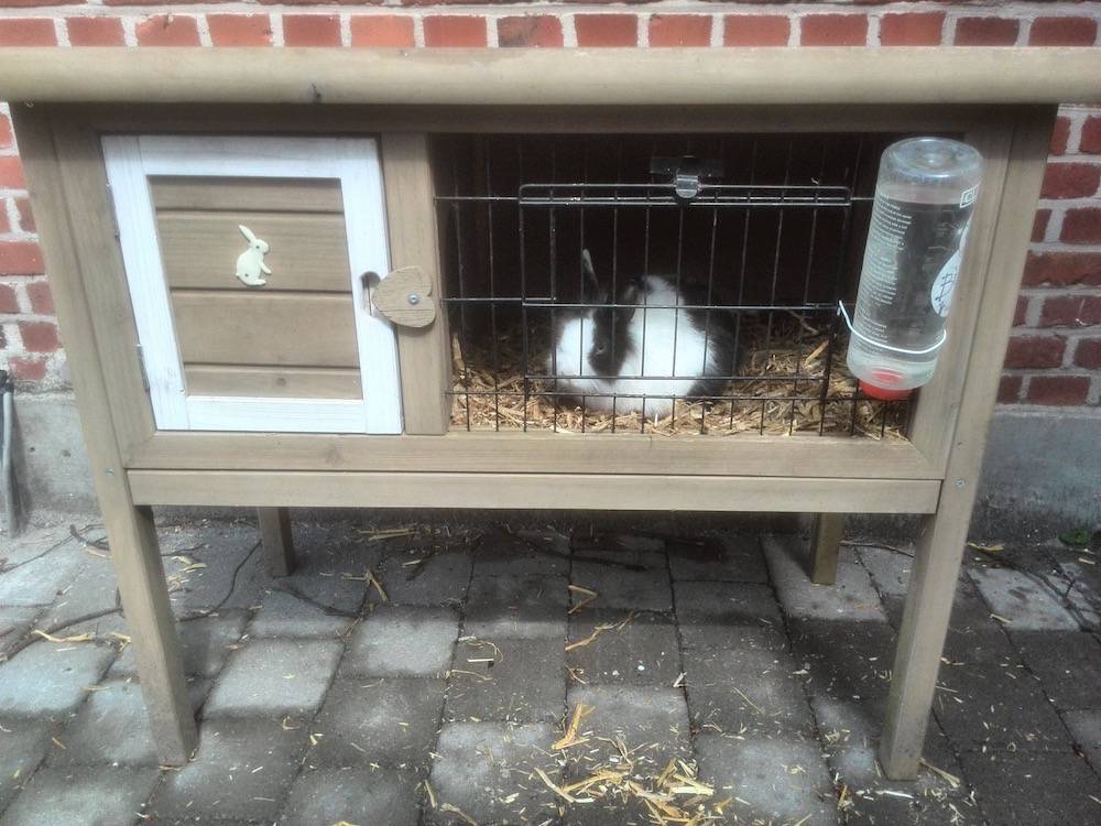 Een nieuwe bewoner
